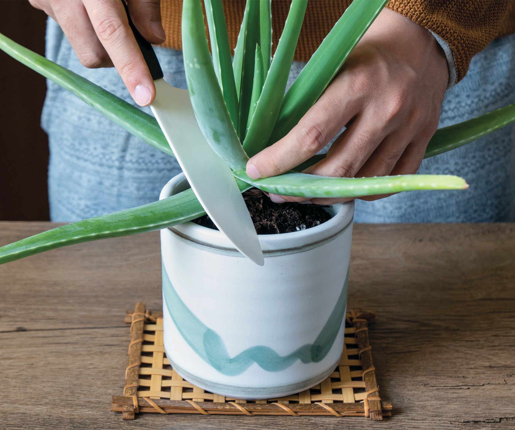 What’s Aloe Actually Good For?