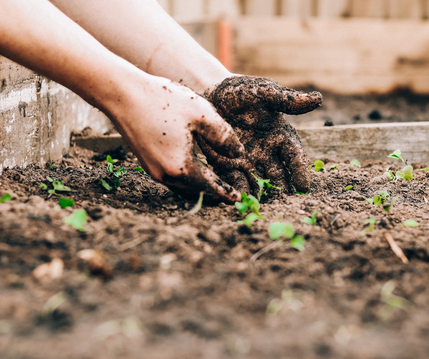 Modern Sprout Ecosystem Restoration Highlights