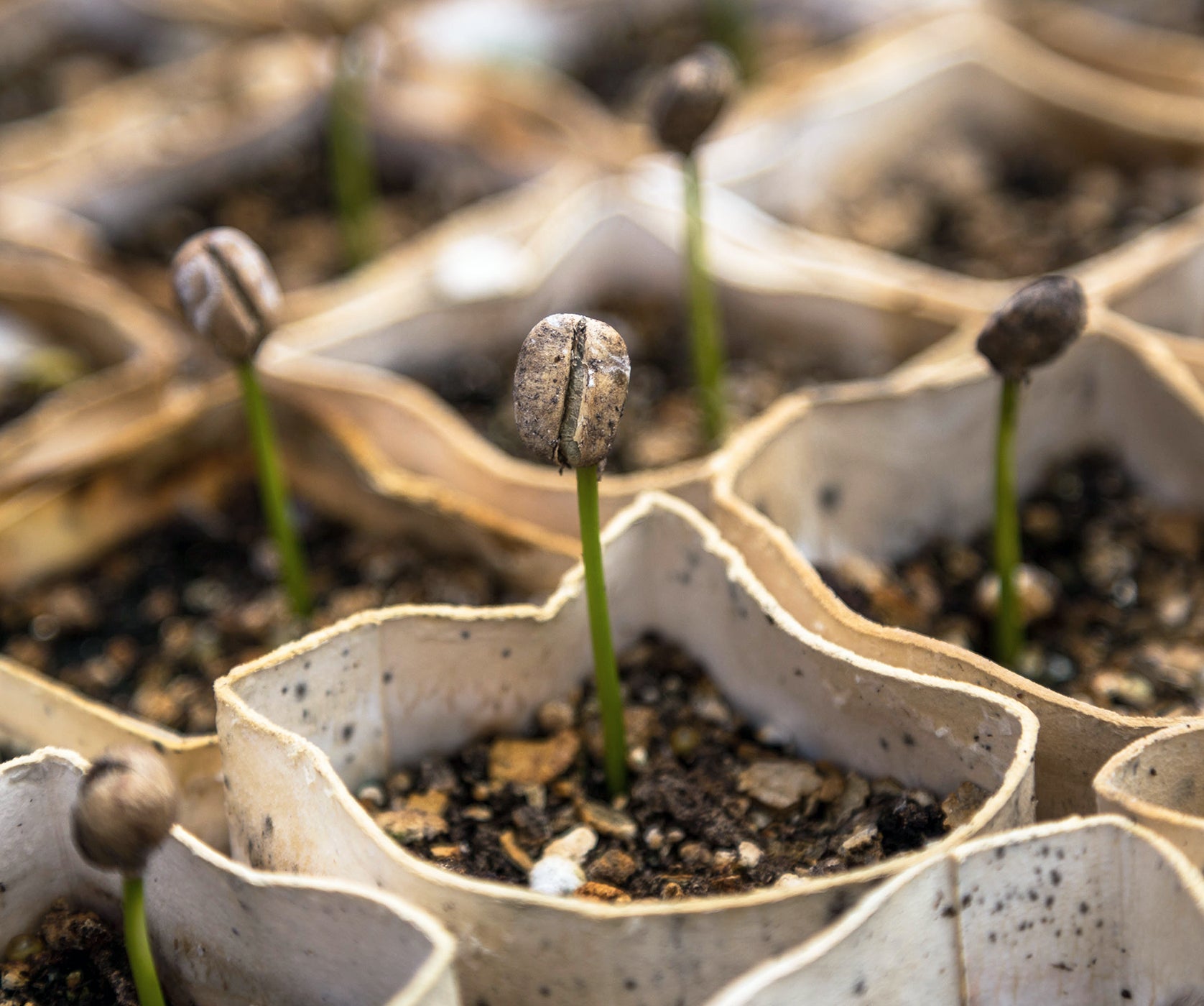 Tips For Growing Your Own Coffee