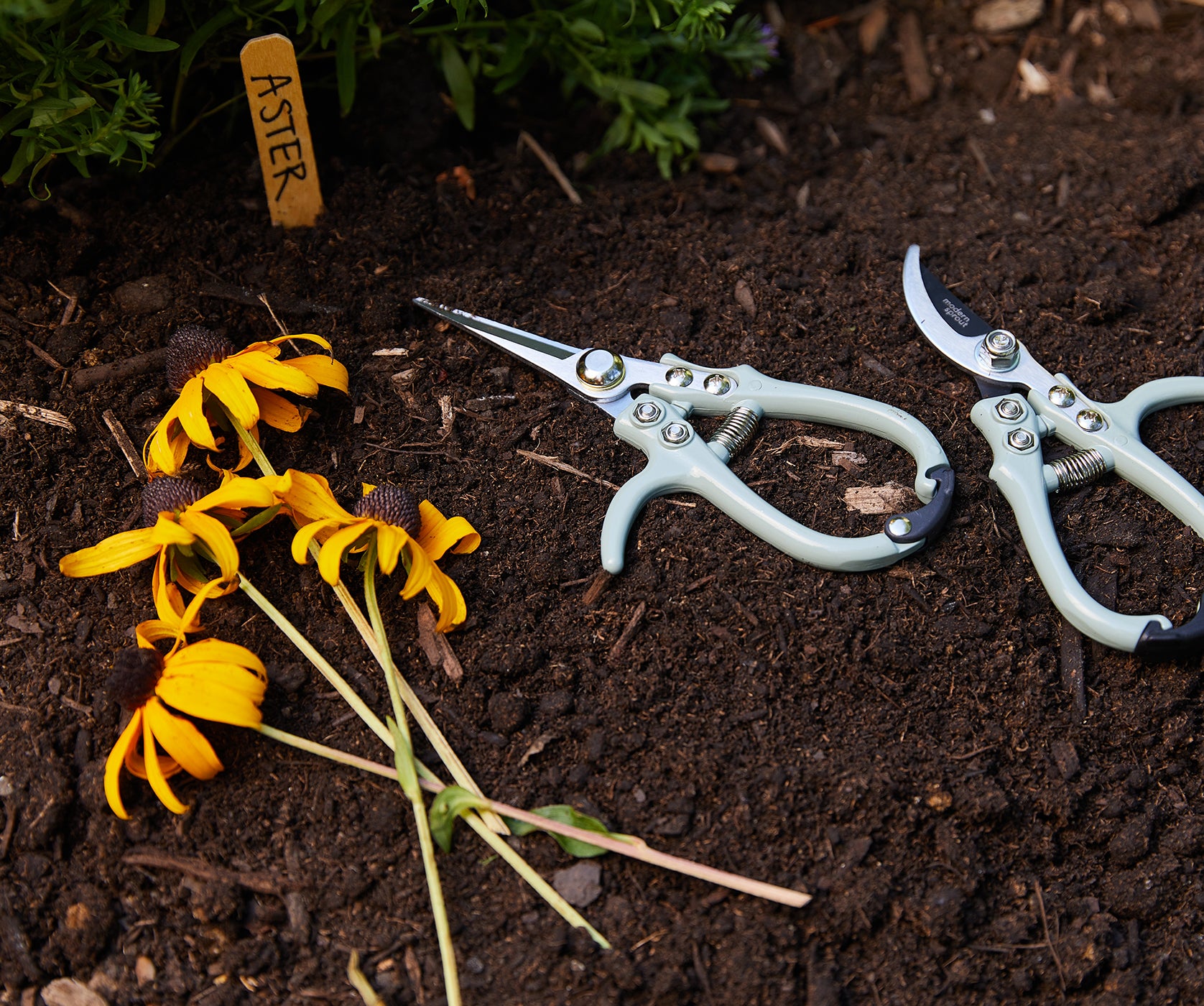 Prep Your Wildflower Garden for Fall