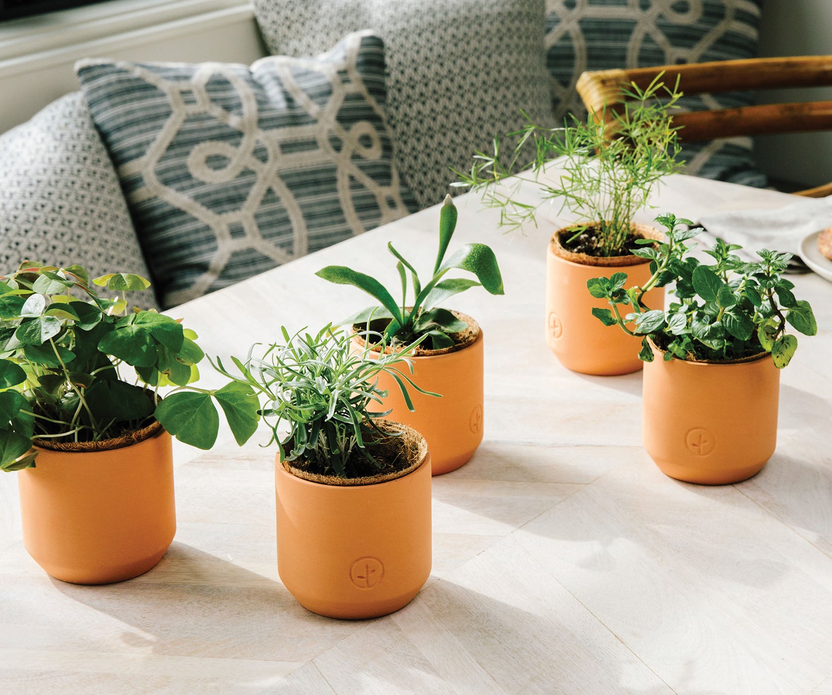 Tiny Terracotta Treasures: Tips for Growing Mini Plants