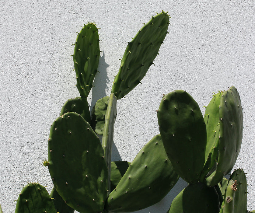The Art of Houseplants: Part 1