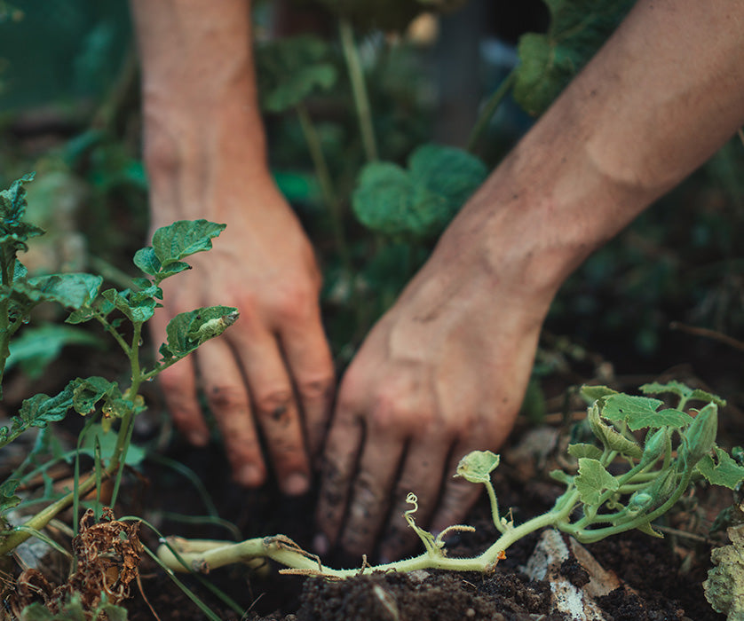 Just Keep Growing: Fall Transplants