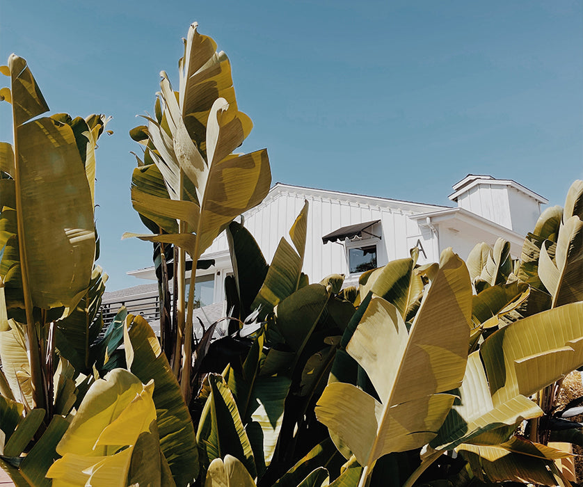 The Art of Houseplants: Part 2