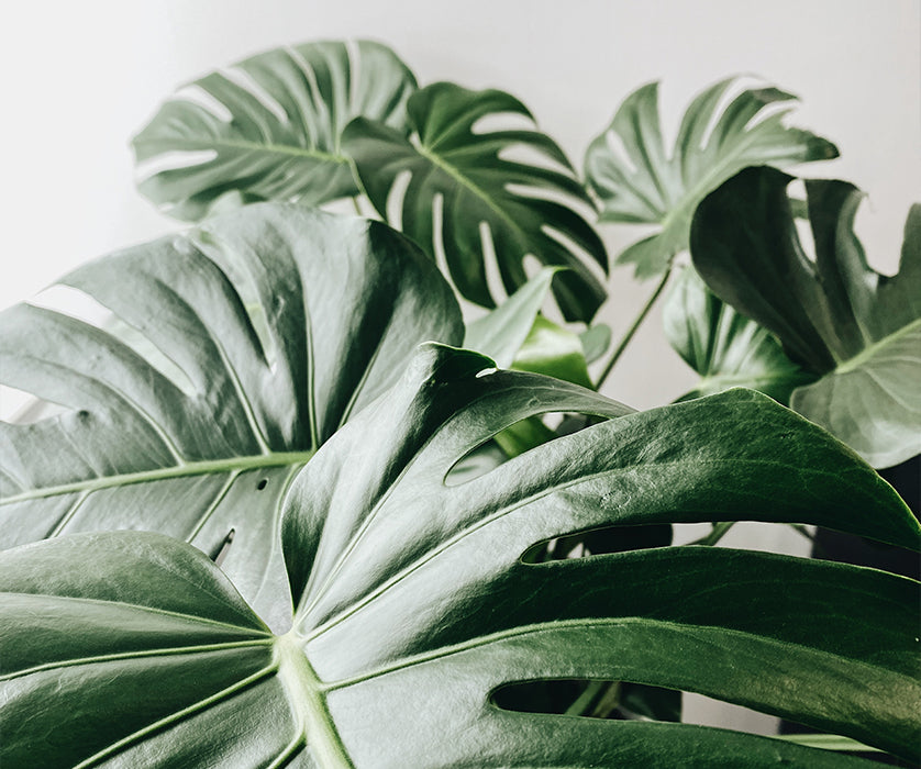 The Art of Houseplants: Part 3