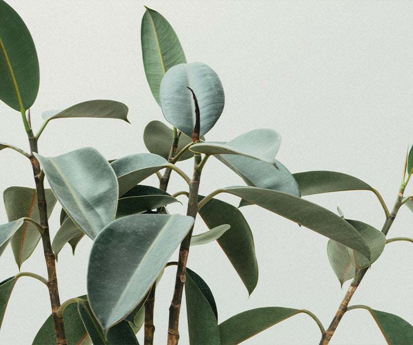 The Art of Houseplants: Part 5