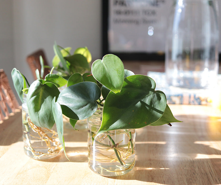 plant propagations in clear water glasses on window sill