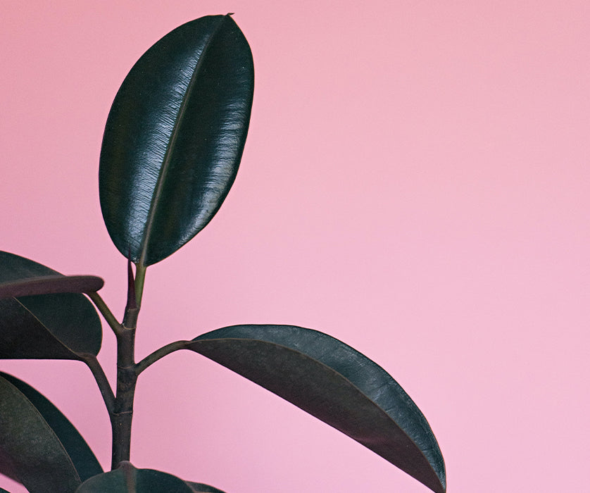 The Art of Houseplants: Part 4