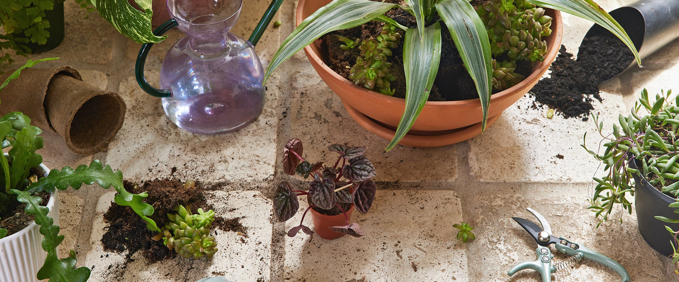 plant care supplies