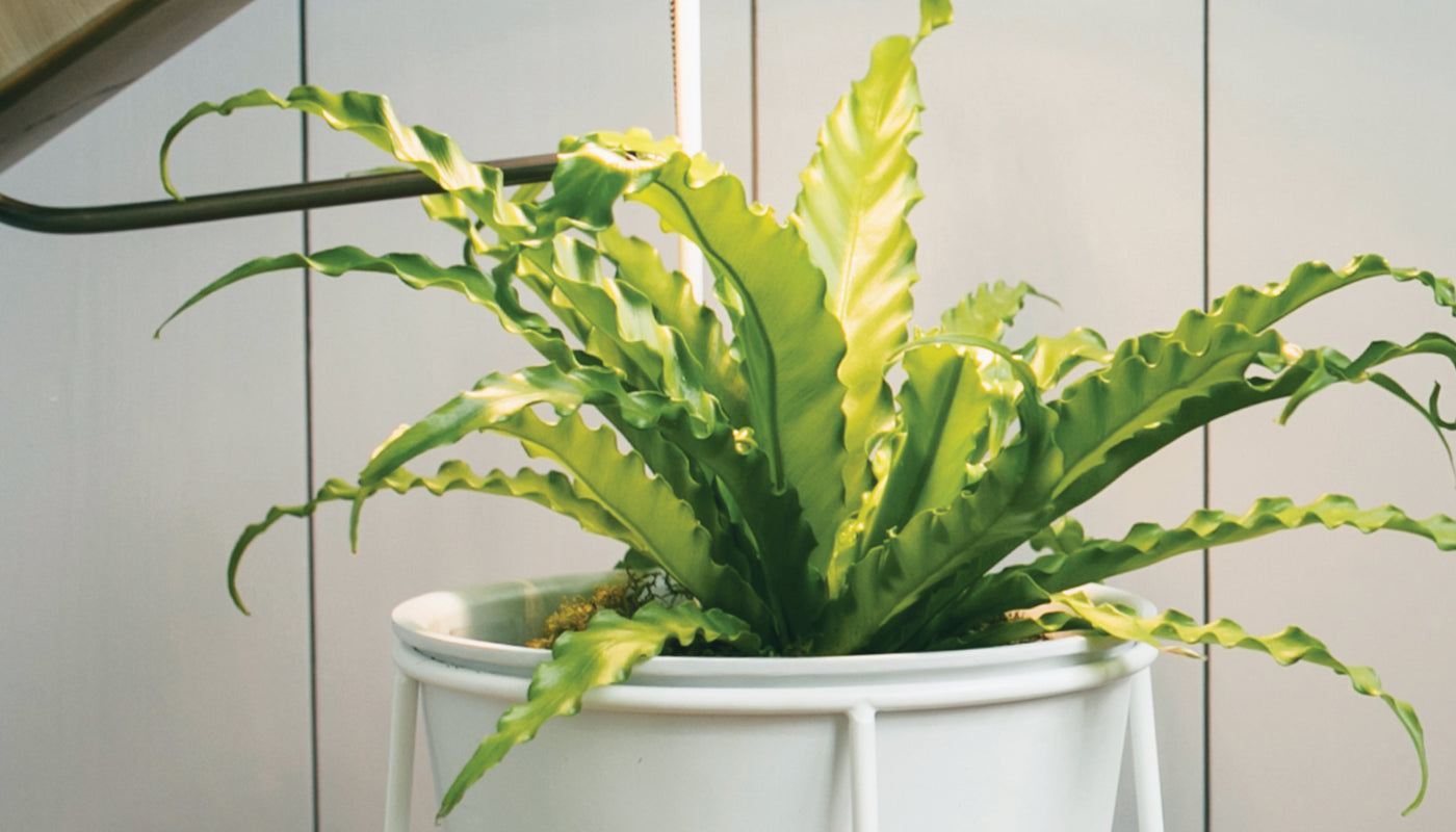 Live Plants