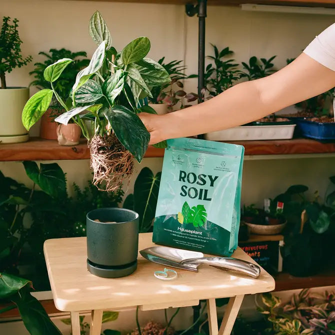 A hand holds a potted houseplant above a bag of Rosy Soil on a table, surrounded by various indoor plants.