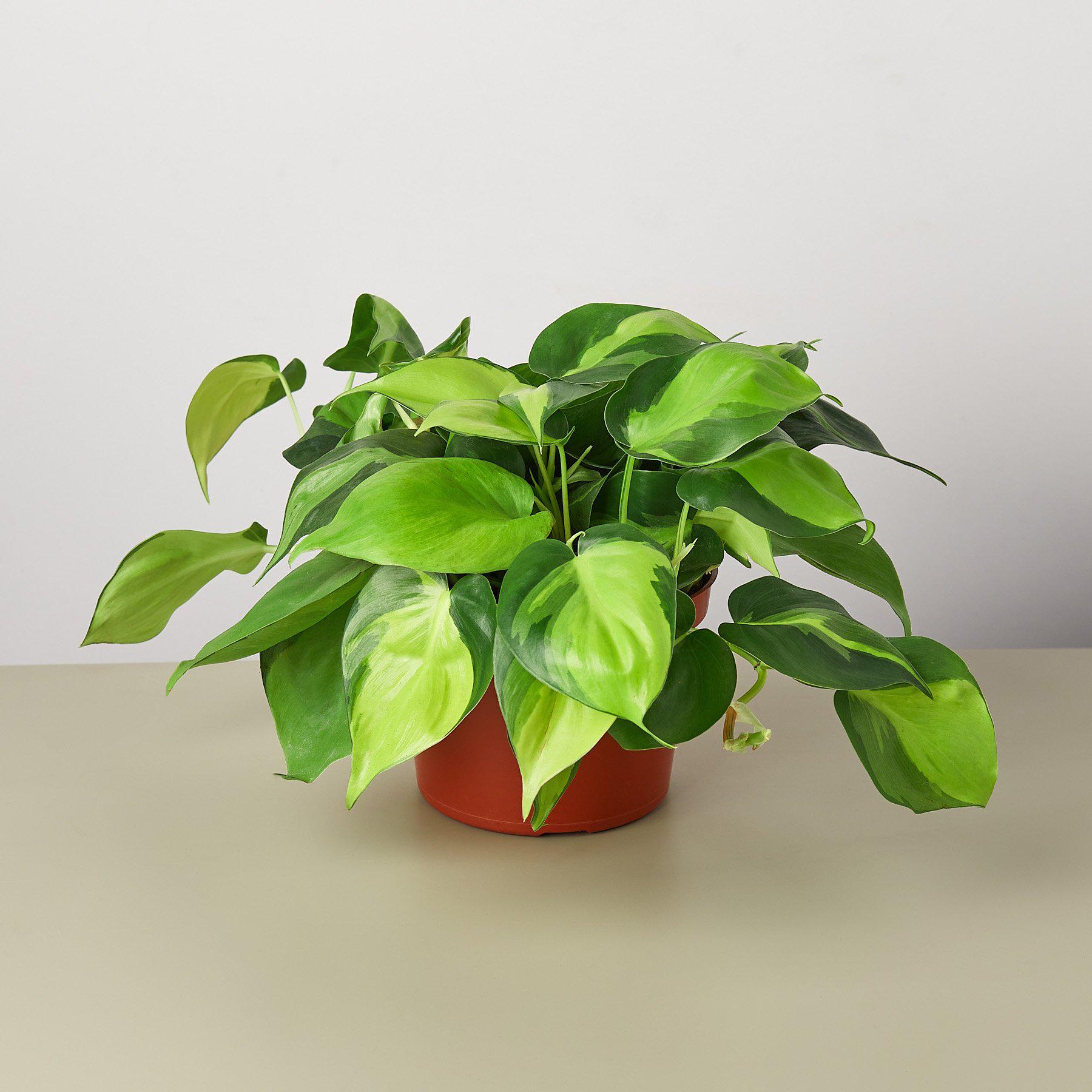 philodendron brasil. Philodendron 'Brasil' 3" Pot