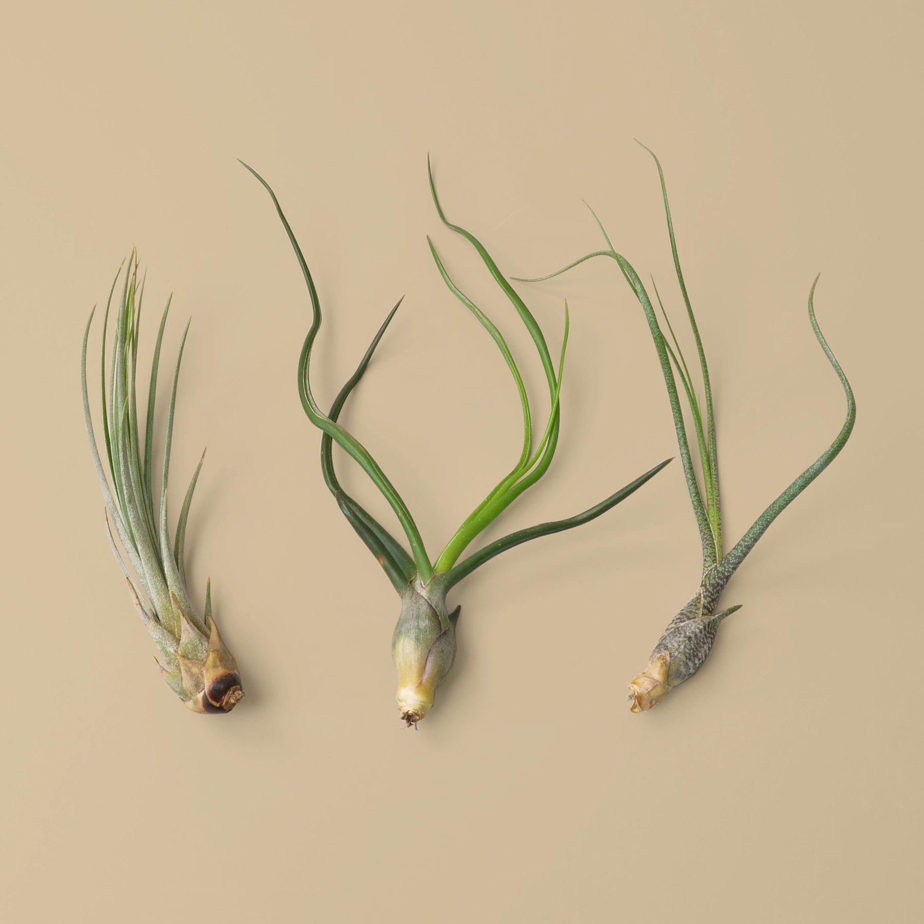 tillandsia air plant varieties 3 Large Tillandsia Air Plant Variety Pack