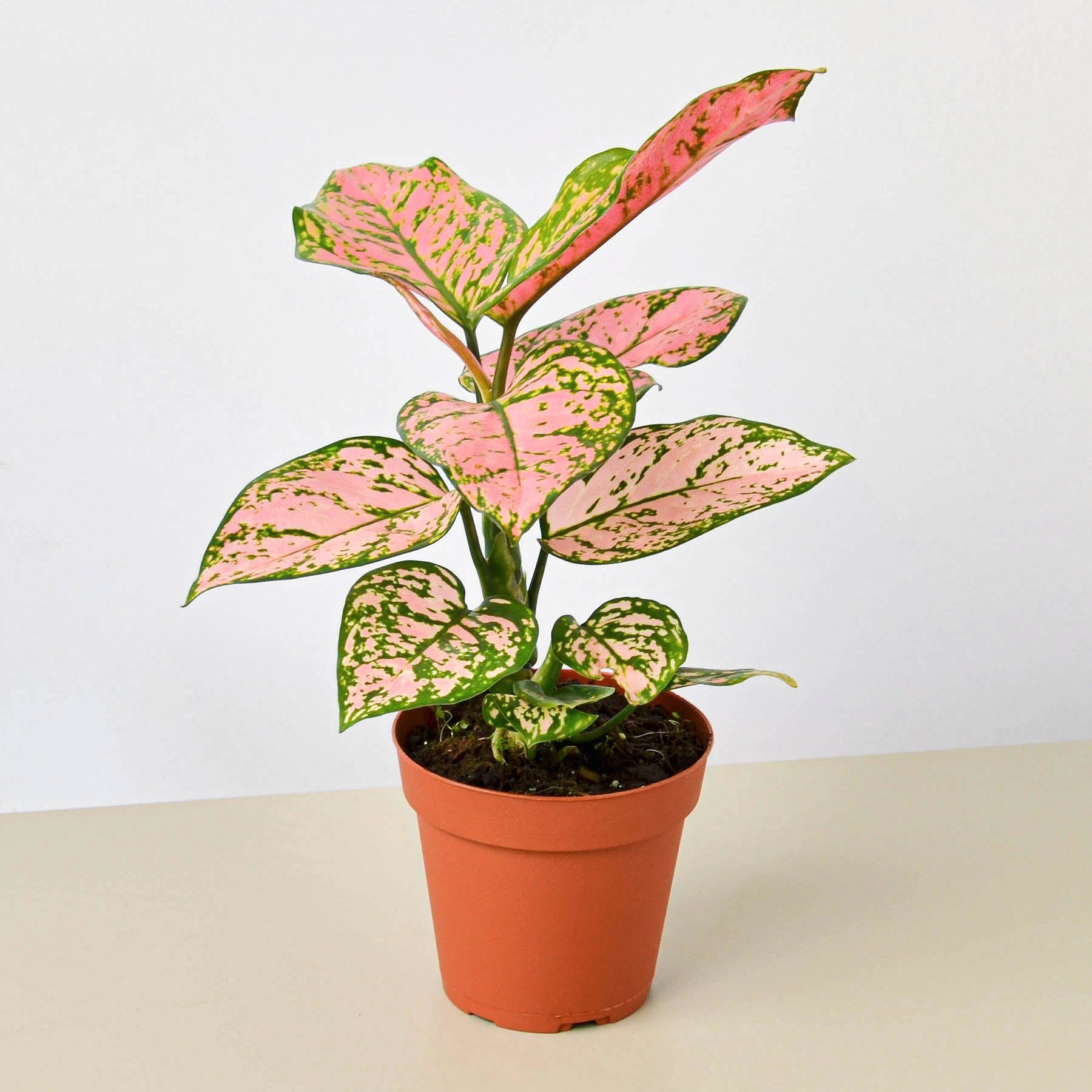 aglaonema commutatum chinese evergreen Chinese Evergreen 'Lady Valentine' 4