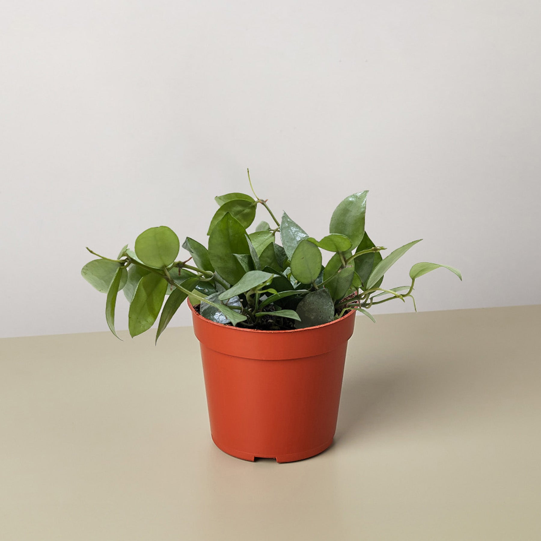 Hoya Krohniana Super Silver | Rare Silver Hoya | Modern Sprout