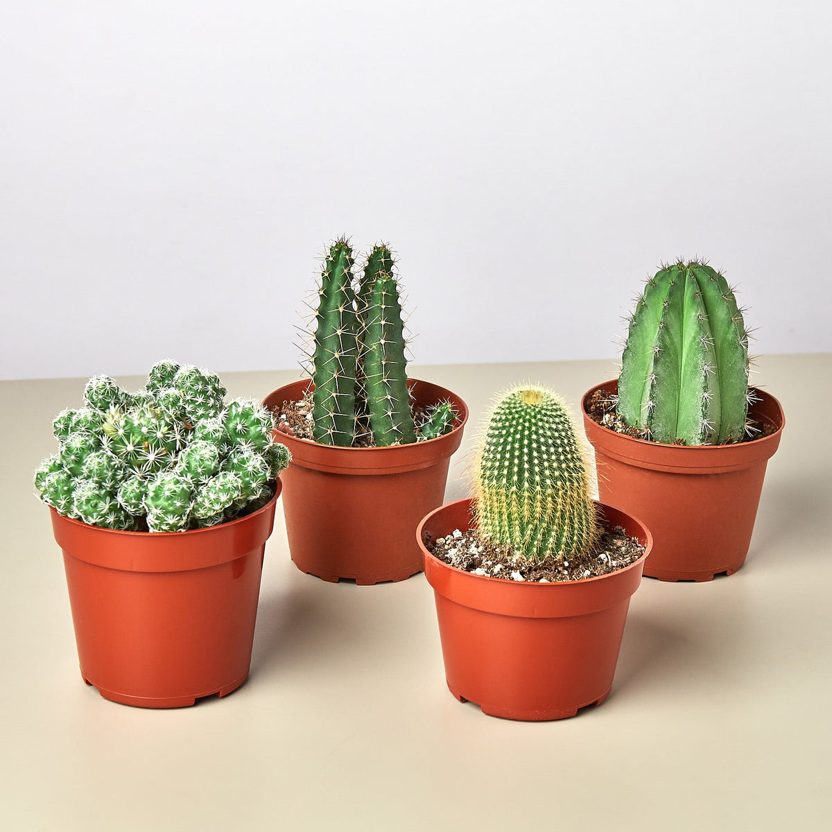 4" Cacti Variety Bundle