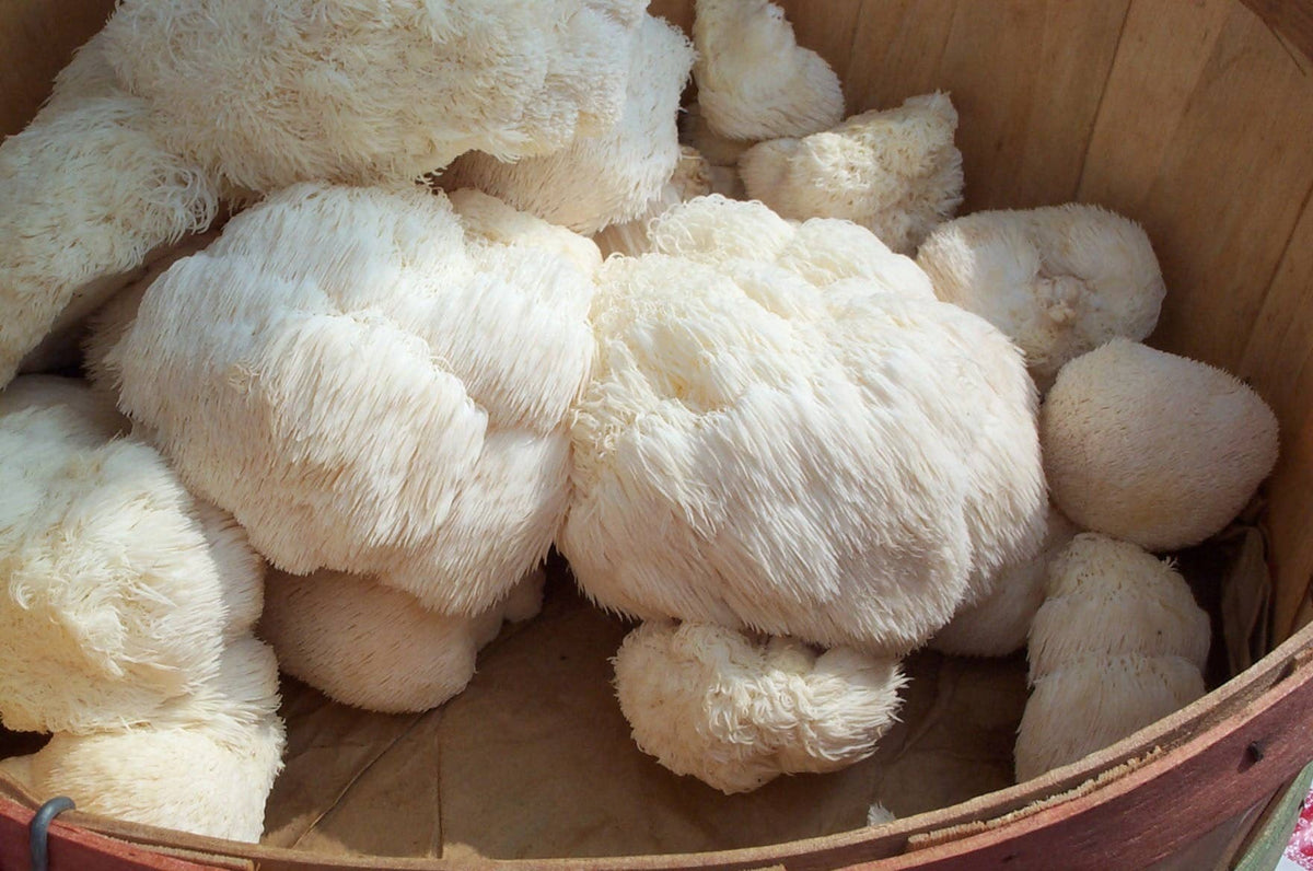 Lions Mane Gourmet Mushroom Growing Kit