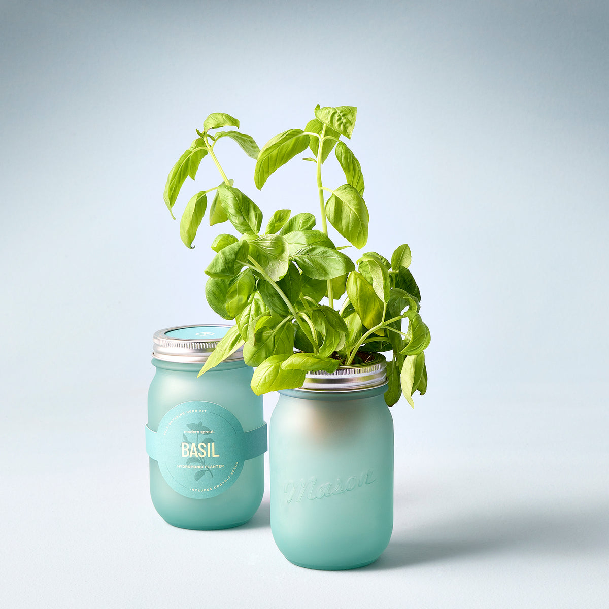 Two pint-sized garden jars with fresh basil plants, showcasing a stylish and functional way to grow herbs indoors.