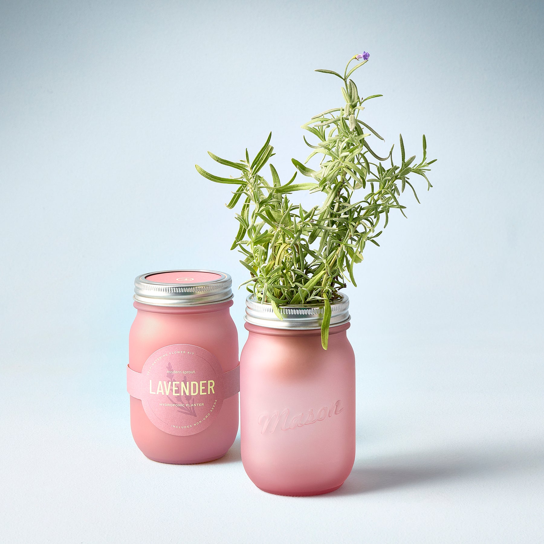 Pink garden jars with lavender and herbs, showcasing a stylish way to display plants indoors.