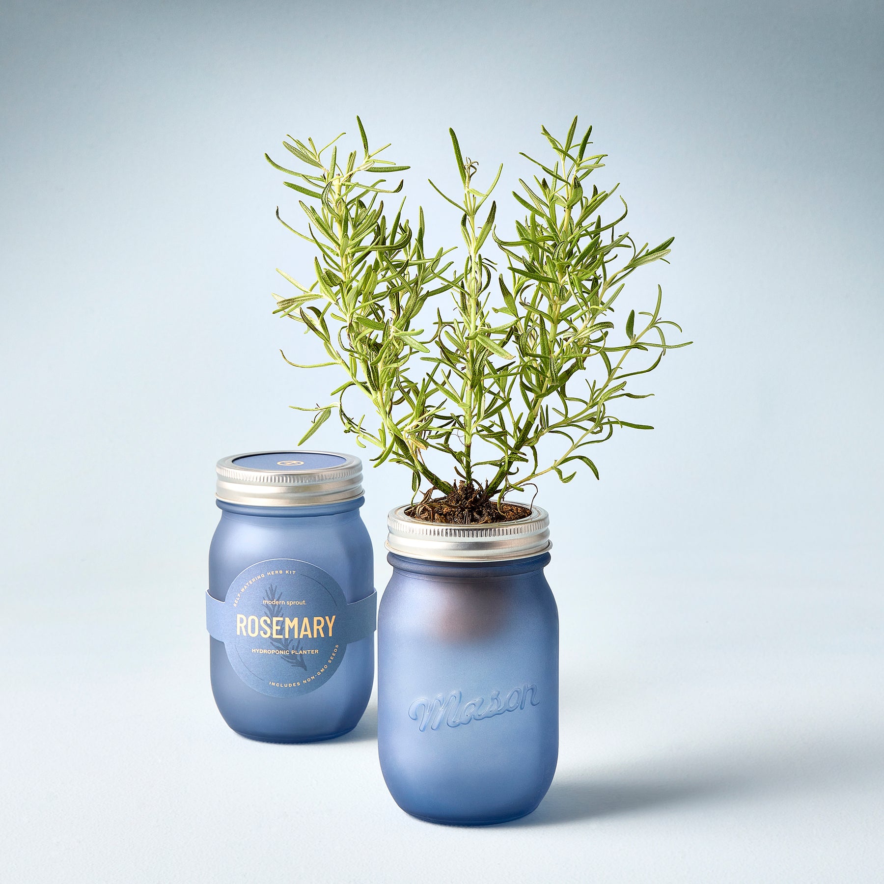 Two blue-tinted mason jars with rosemary plants, one labeled and the other unmarked, against a light background.