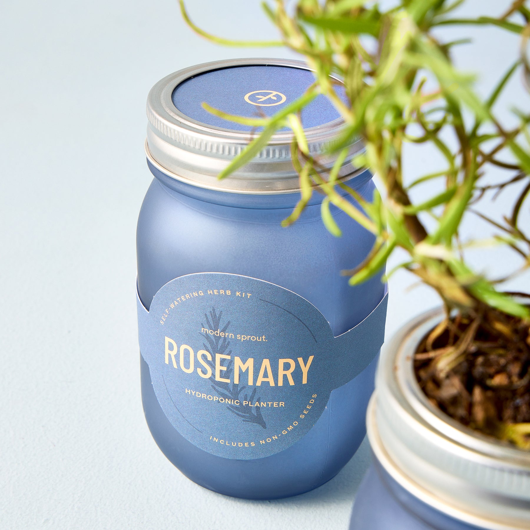 Blue glass garden jar labeled "Rosemary" designed for hydroponic planting, showcasing a small plant inside.