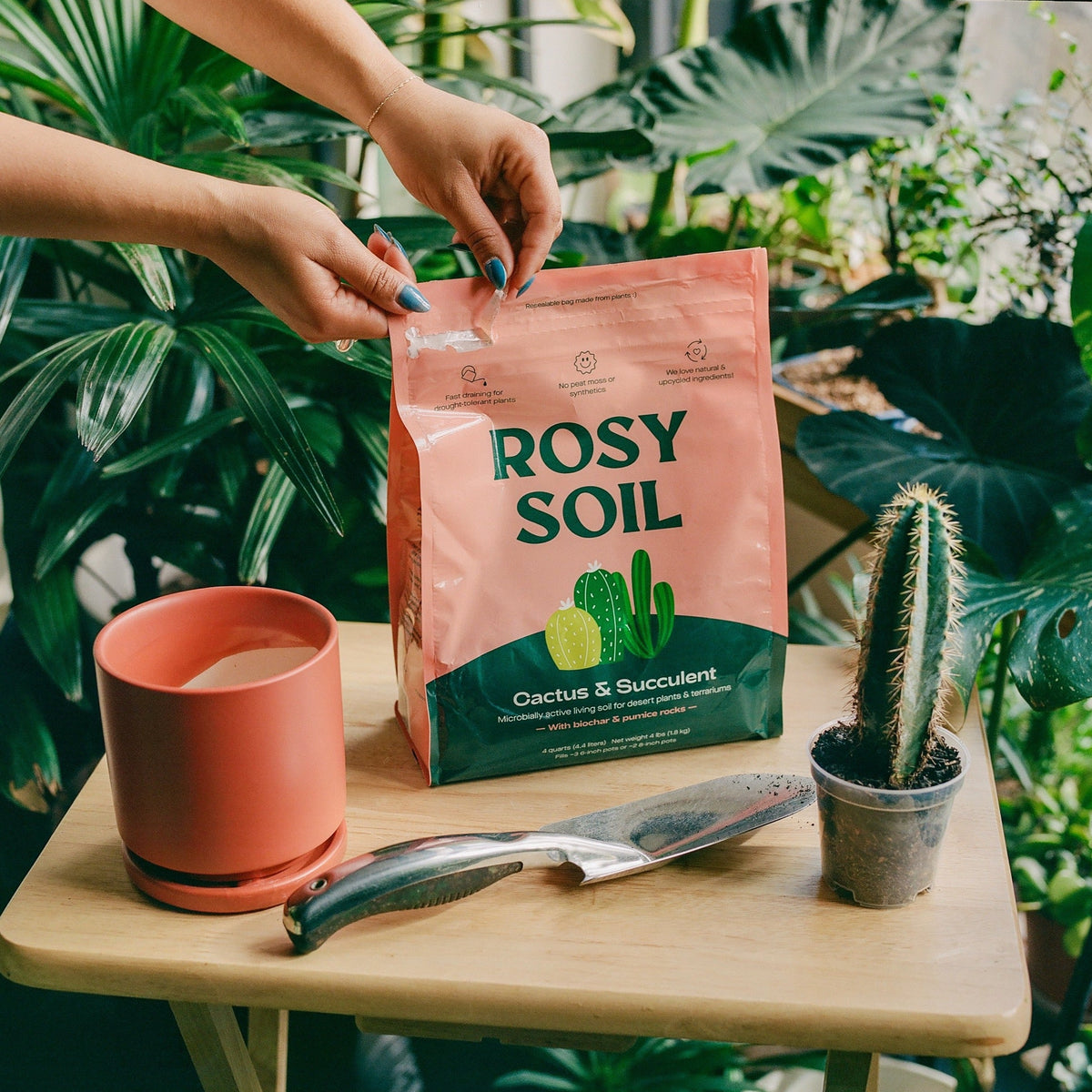 Hands opening a bag of Rosy Soil Cactus & Succulent Grow Medium, with a small cactus and pot on a table surrounded by plants.