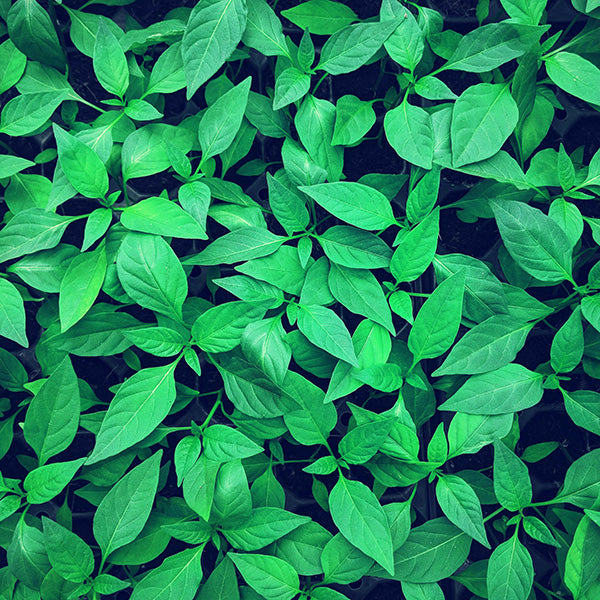 Lush green leaves of basil in a dense indoor hydroponic garden system.
