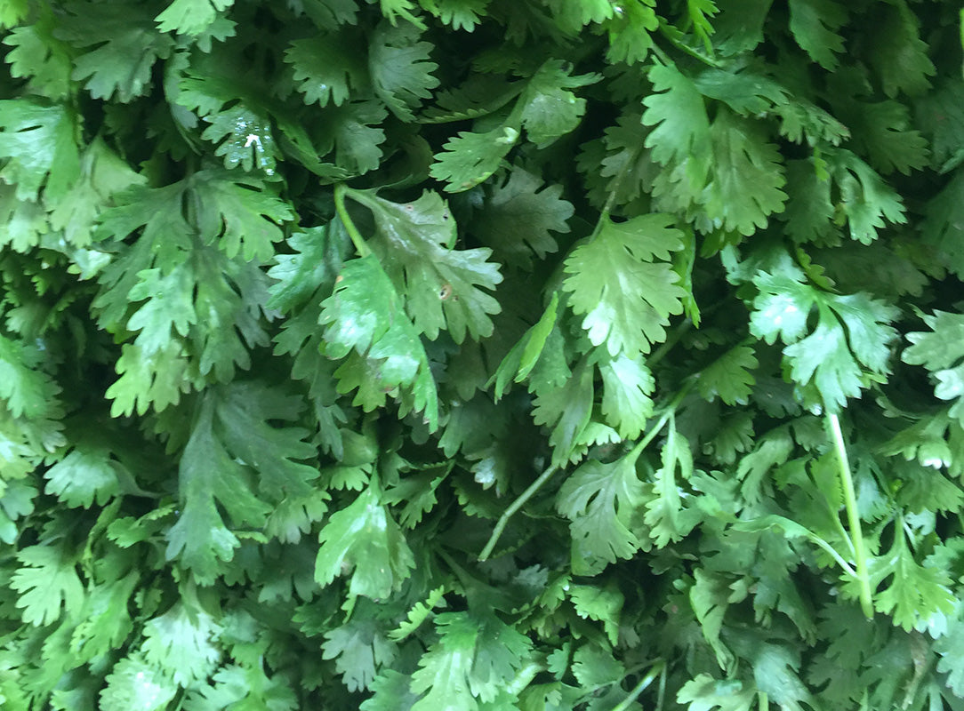 Fresh green cilantro leaves with visible water droplets, filling the frame.