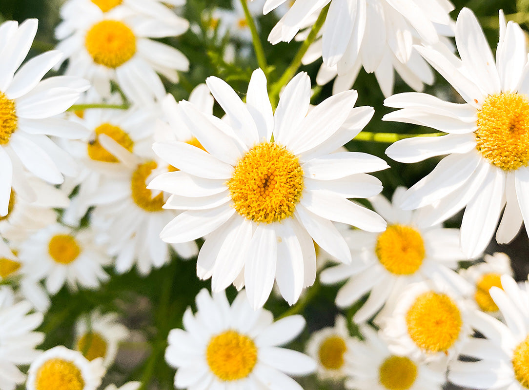Close-up of vibrant white daisies with yellow centers against a blurred green background.