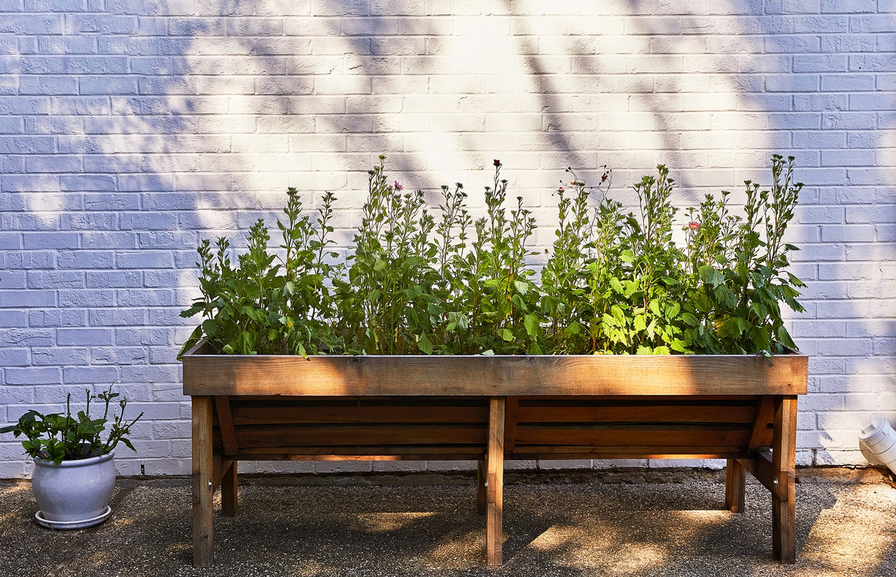 Wooden planter box filled with vibrant green plants, set against a white brick wall, casting soft shadows.