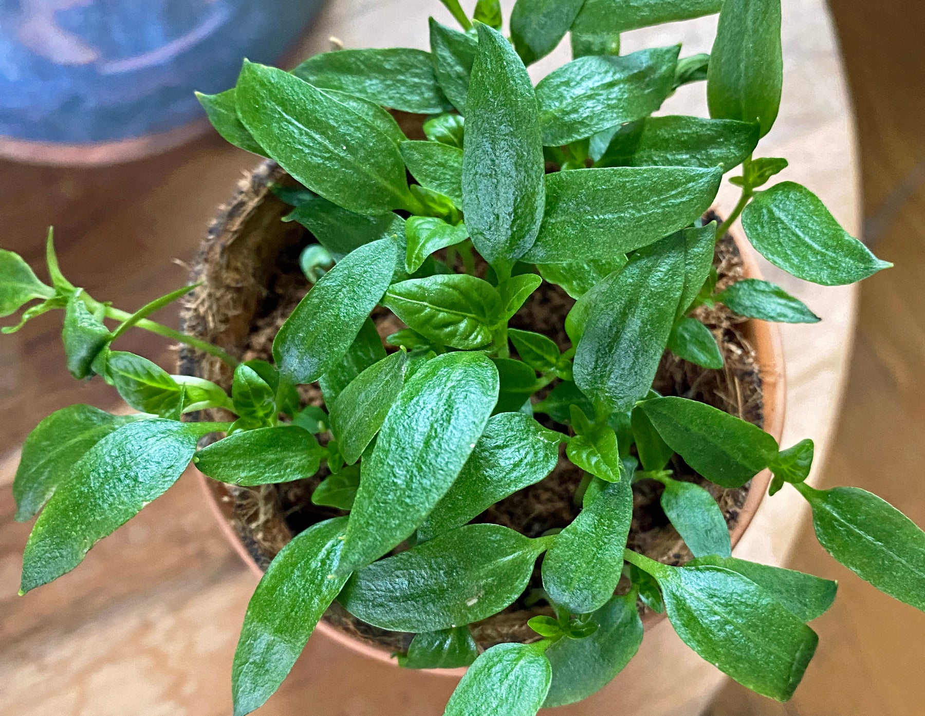 Close-up of vibrant green leaves in a tiny terracotta garden kit, showcasing healthy plant growth and rich texture.