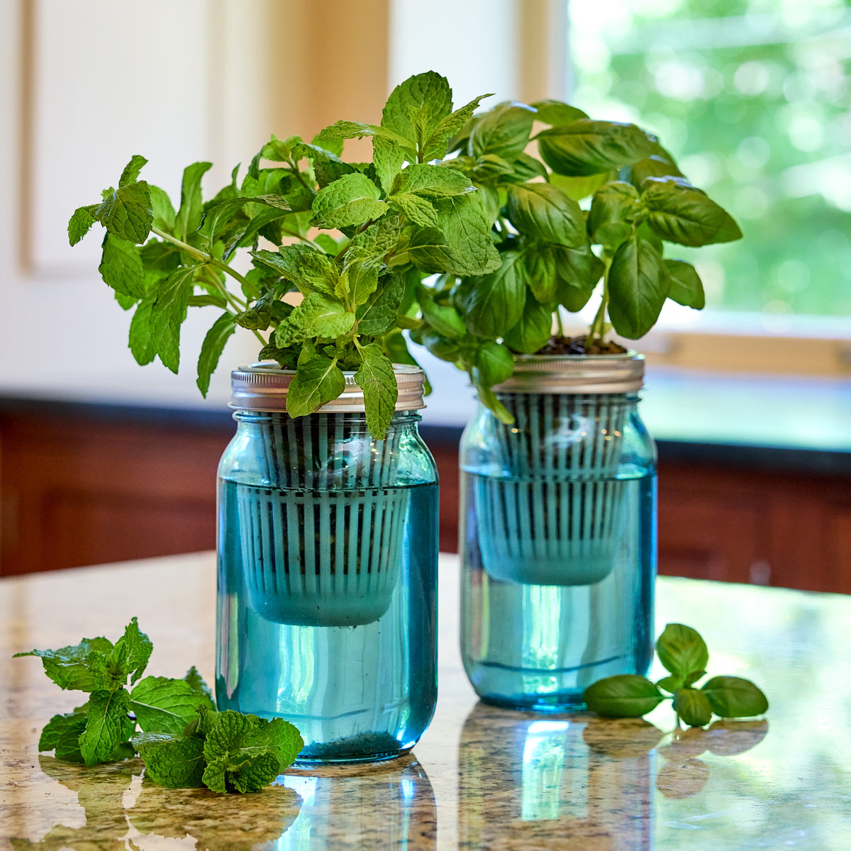 Mason jar grow kits with fresh mint plants in water, showcasing a stylish and functional indoor gardening setup.