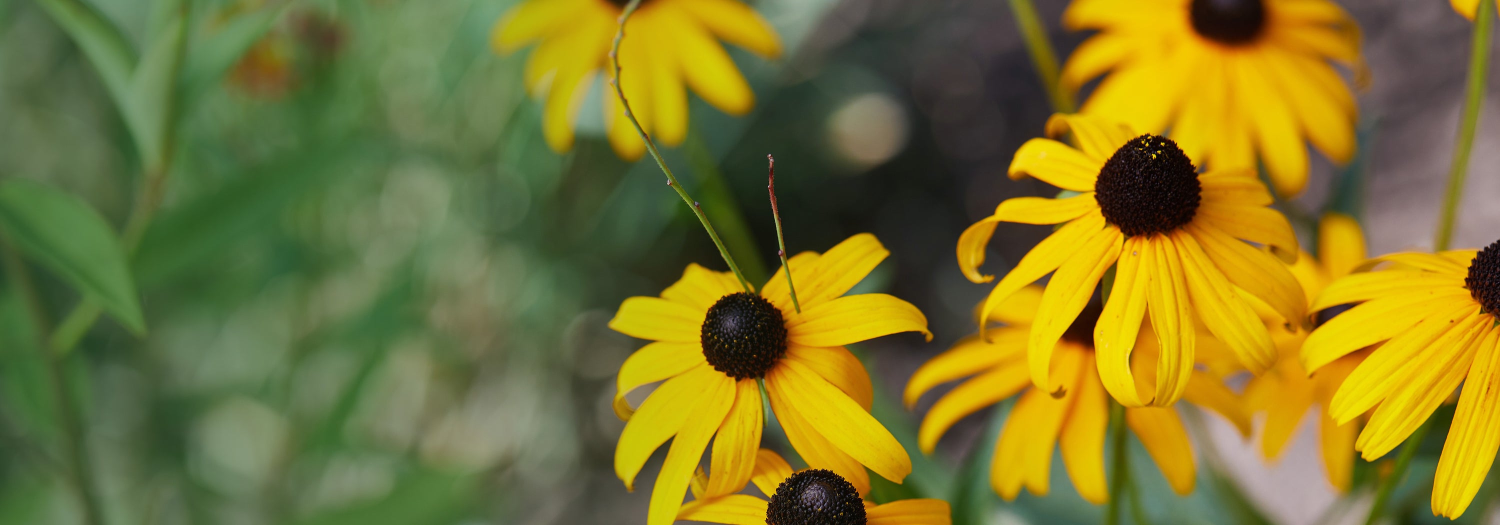 Vibrant yellow cone flowers with dark brown centers in a natural setting.