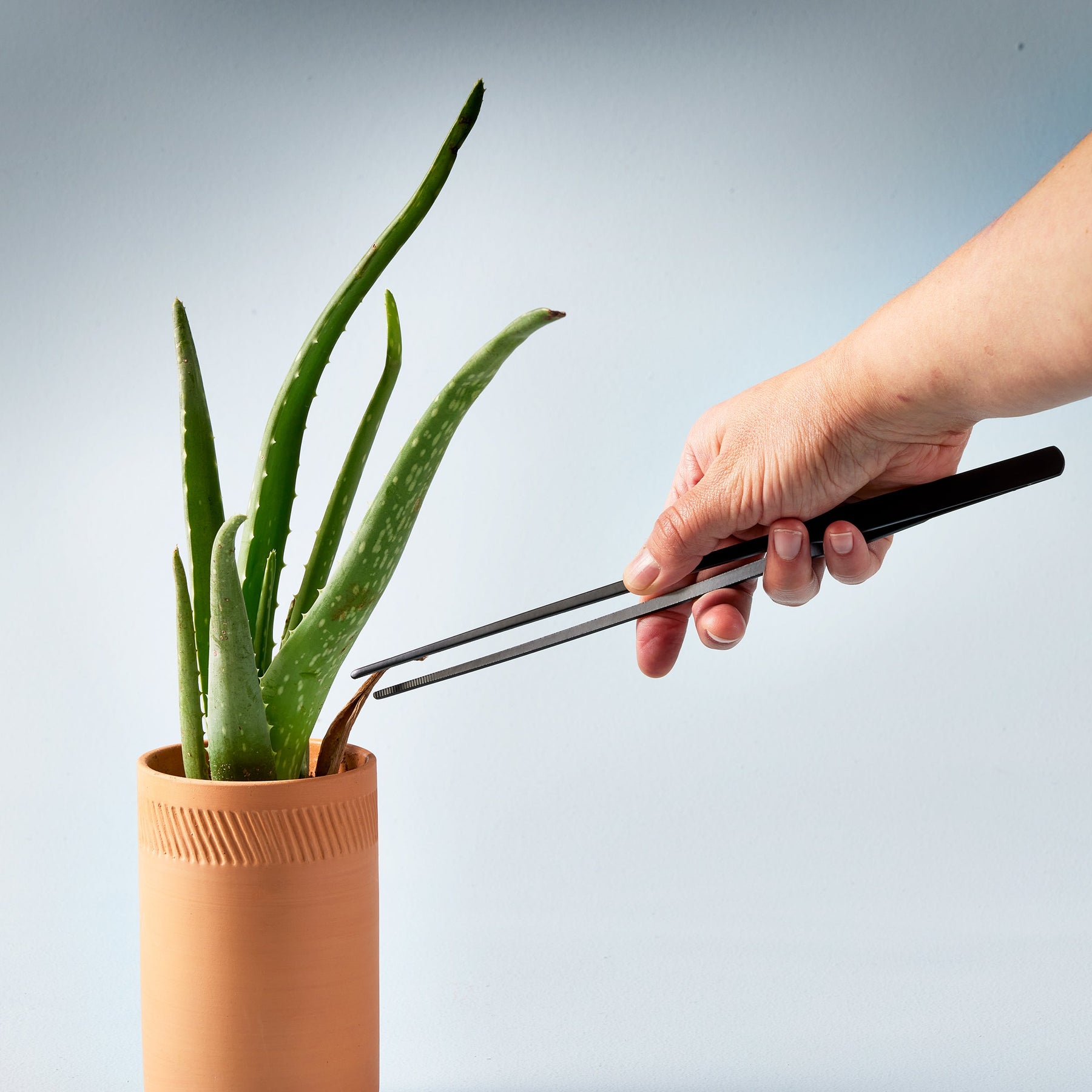 Hand using plant care tweezers to tend to an aloe vera plant in a terracotta pot against a light blue background.