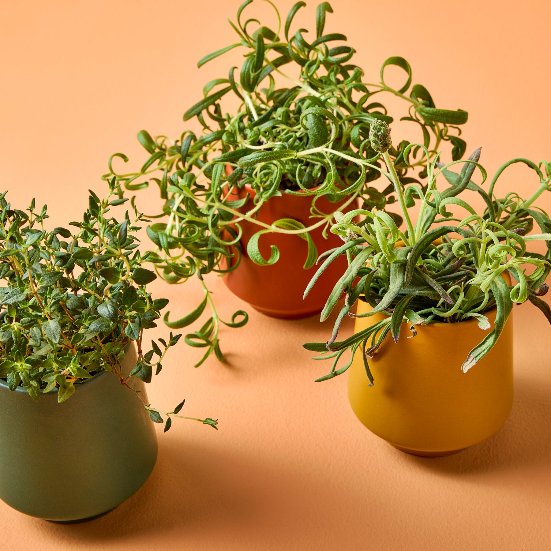 Three vibrant potted plants with curly foliage in colorful ceramic pots on a peach background.