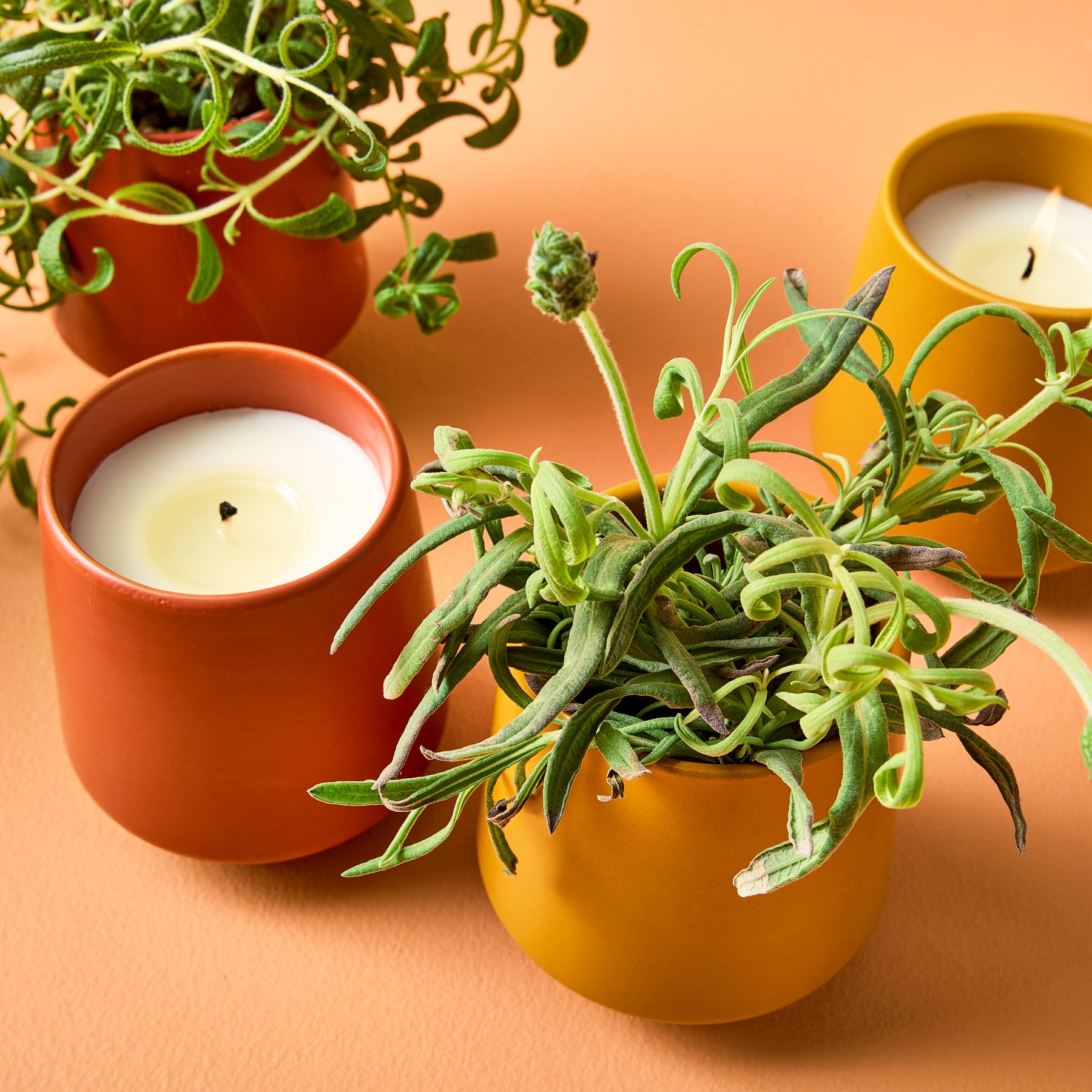 Colorful candles surrounded by small potted plants, set against a warm orange background.