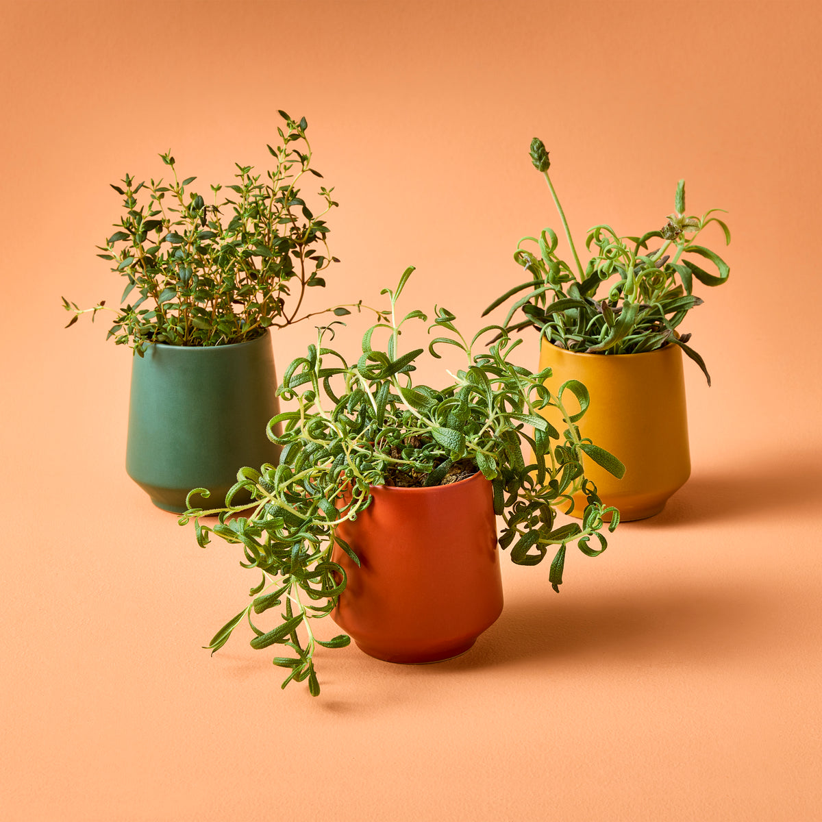 Three colorful ceramic pots with various herbs, including thyme and trailing plants, against a warm orange background.