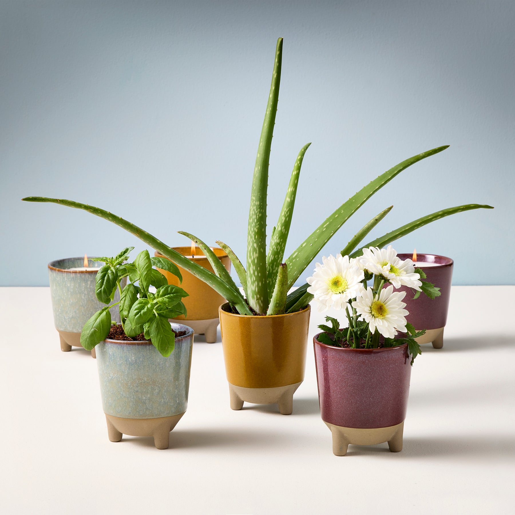 Colorful Glow & Grow Kits featuring potted plants, including basil, aloe vera, and daisies, arranged on a light background.