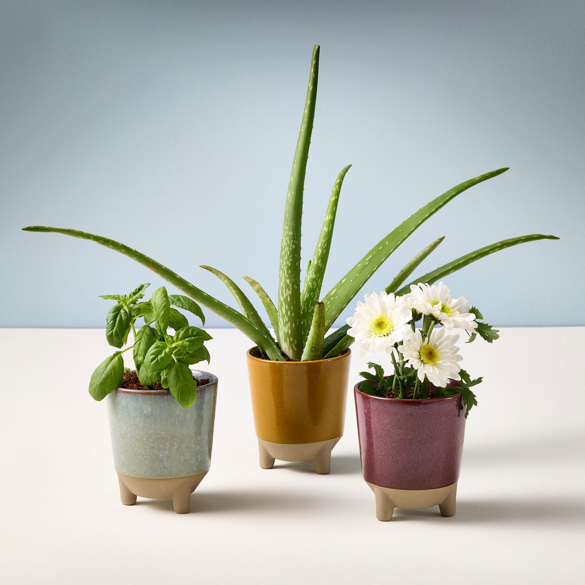 Three colorful pots with plants: a basil seedling, an aloe vera, and white daisies, arranged on a light surface against a blue background.