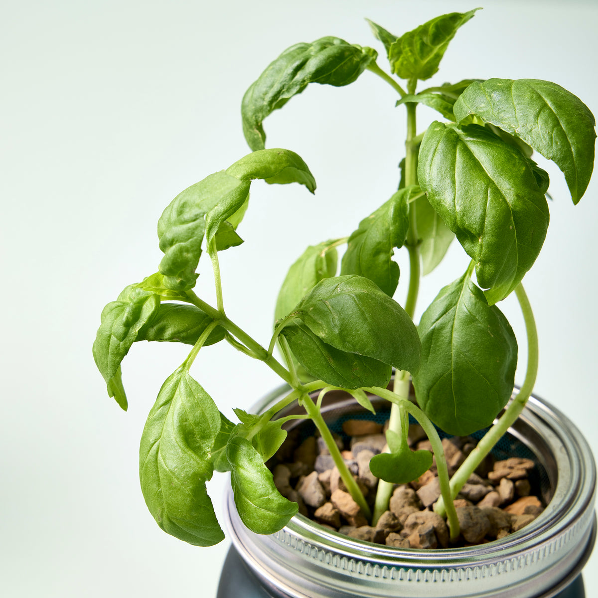 Basil plant growing in a passive hydroponic replant kit with pebbles in a jar, showcasing vibrant green leaves.