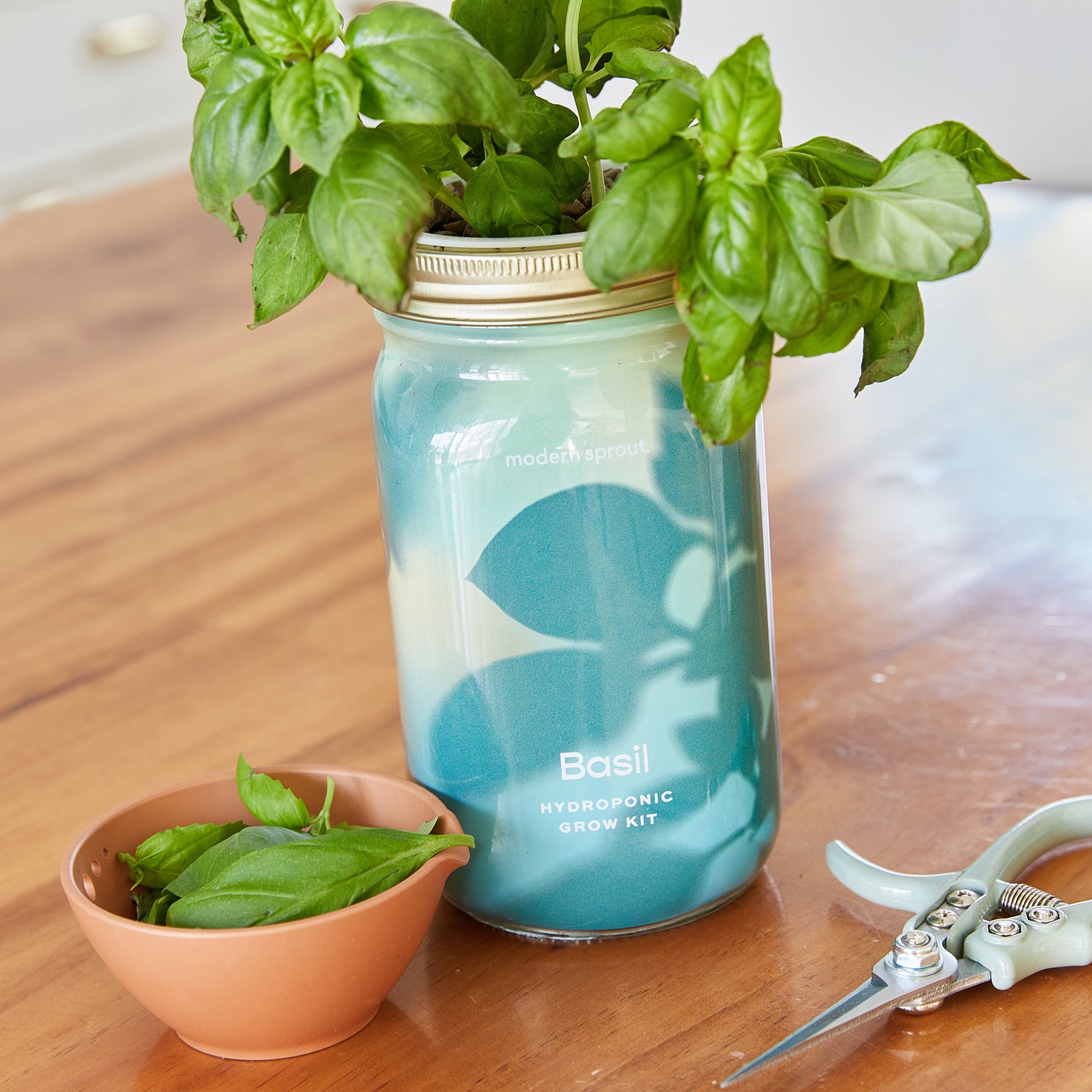 Hydroponic basil grow kit in a jar with fresh basil leaves and scissors on a wooden table.