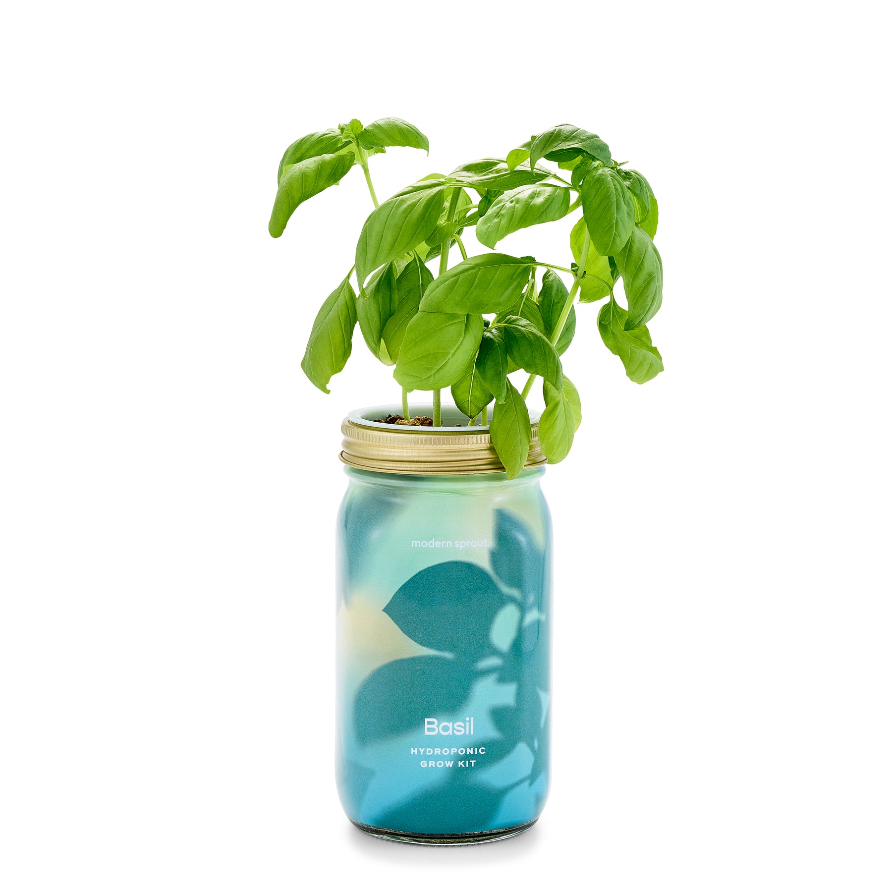 Hydroponic garden jar featuring vibrant basil plants growing in a clear glass container.