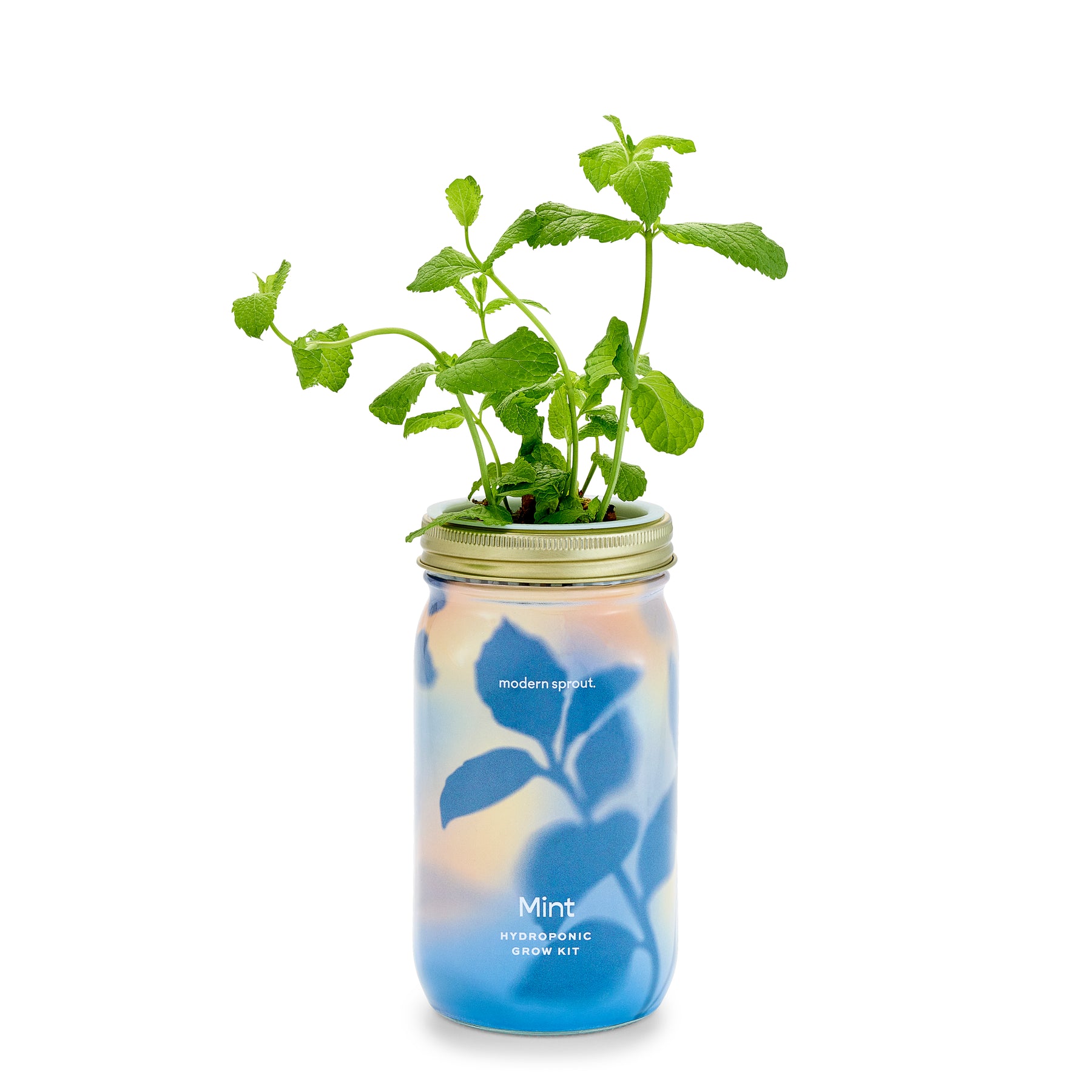 Hydroponic garden jar featuring a mint plant growing in a clear mason jar with a blue base.