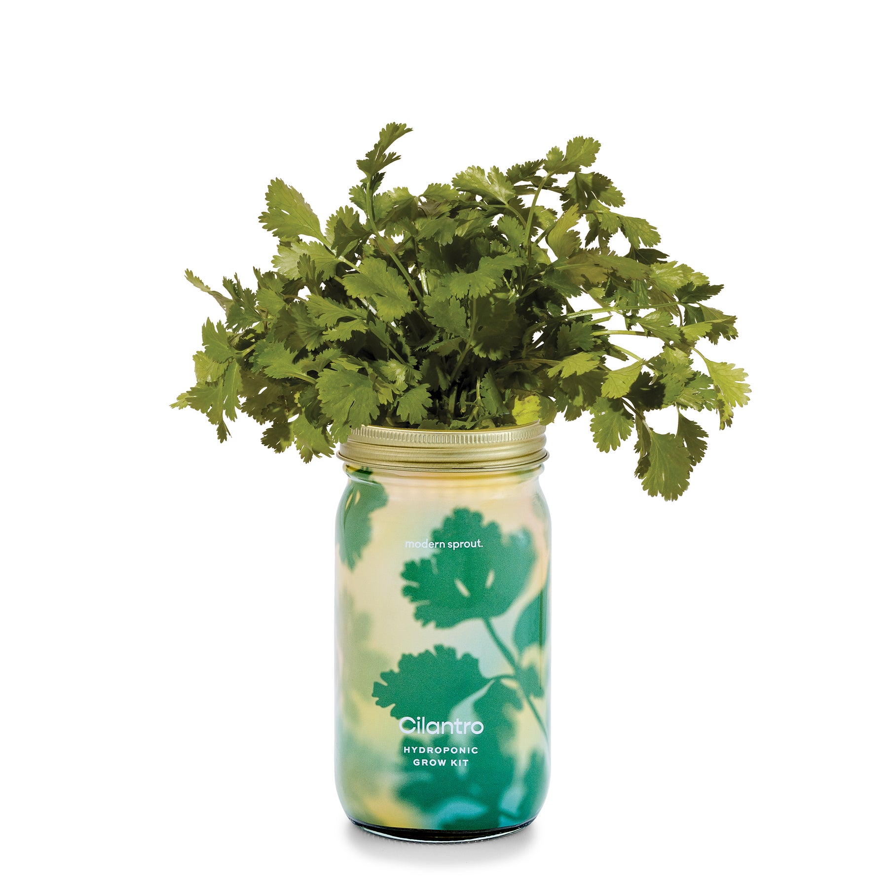 Hydroponic grow kit featuring a jar filled with vibrant cilantro leaves, showcasing organic herb gardening.
