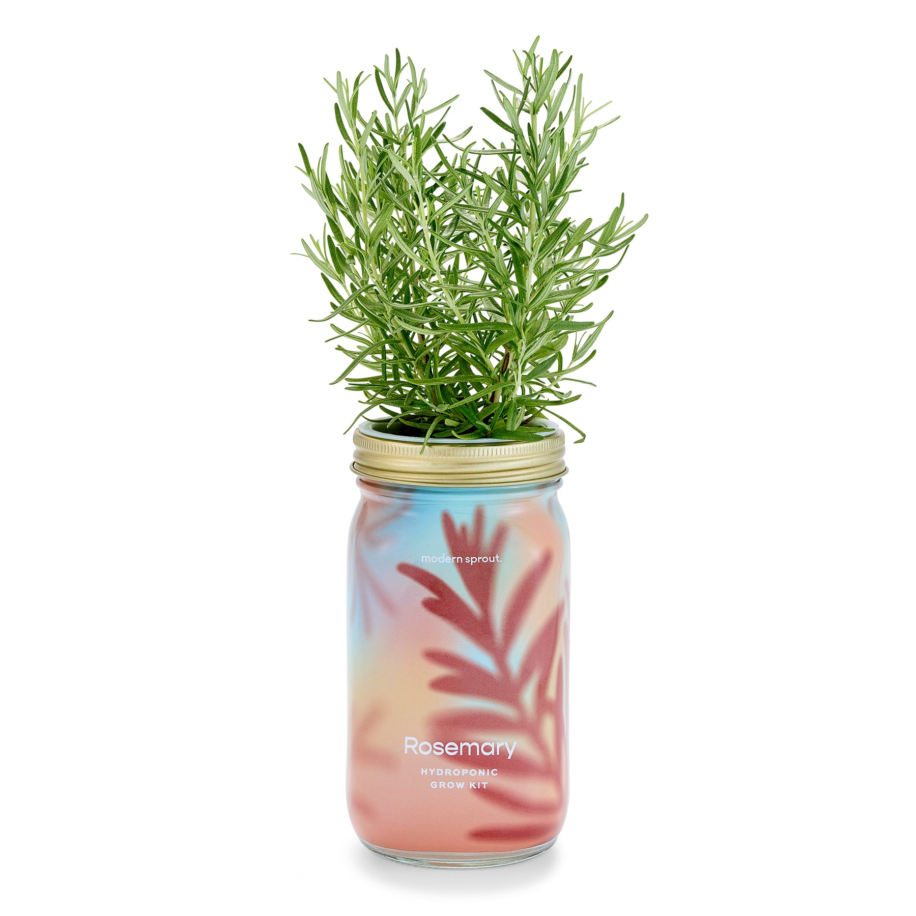 Hydroponic garden jar featuring vibrant rosemary plant, designed for growing organic herbs indoors.