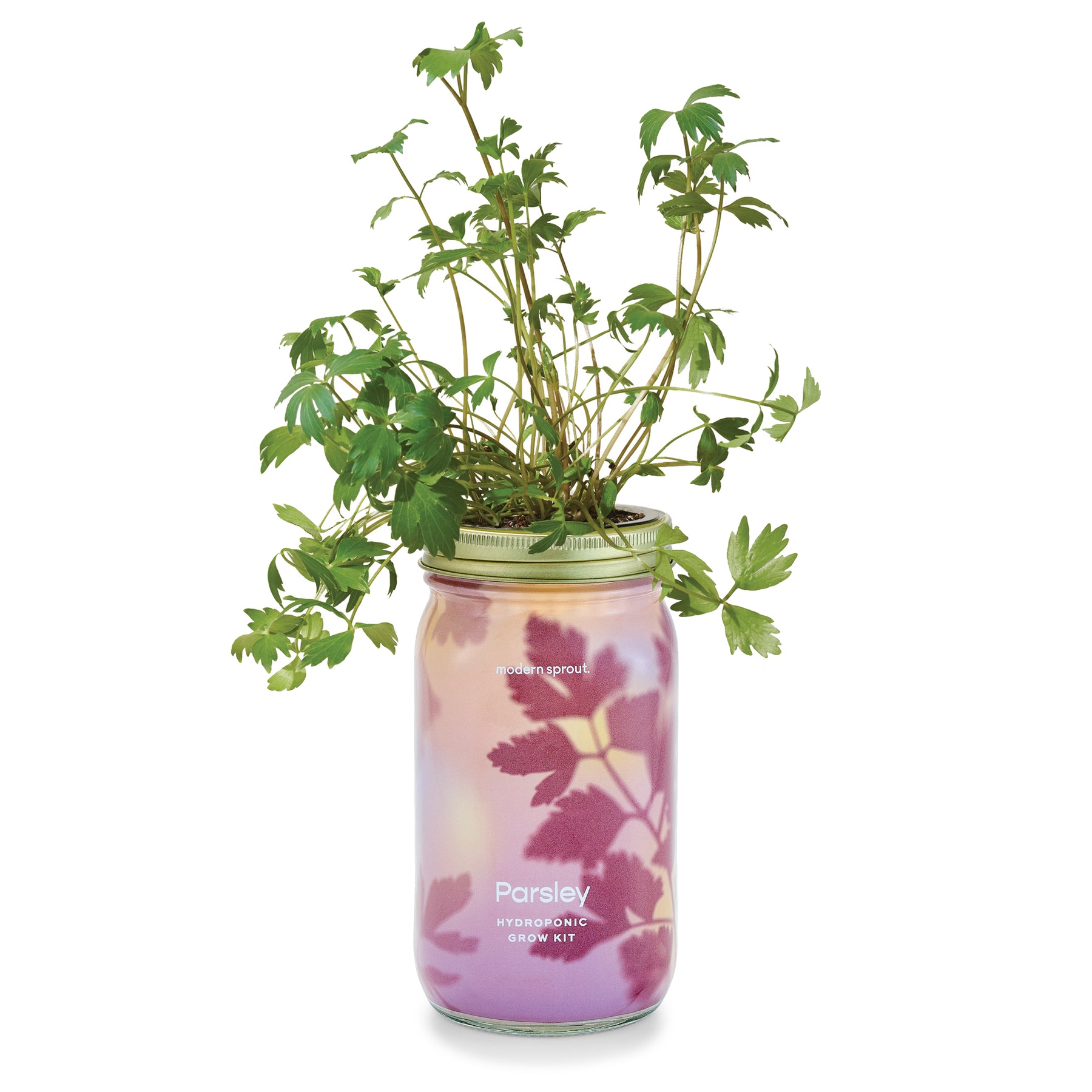 Organic herb garden jar featuring vibrant parsley growing in a clear mason jar with a colorful base.