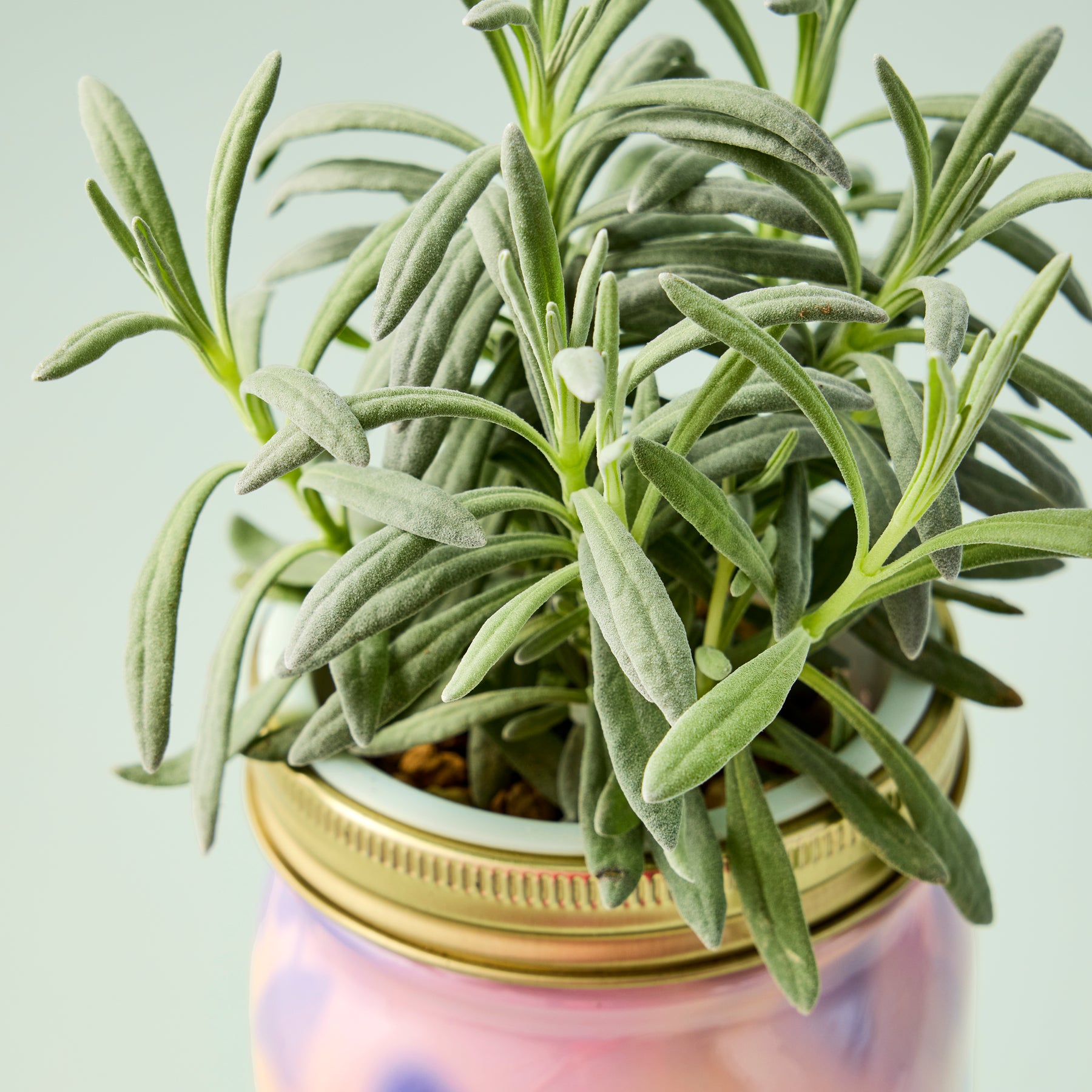 Organic herb garden jar featuring vibrant green rosemary leaves in a decorative jar with a gold lid.