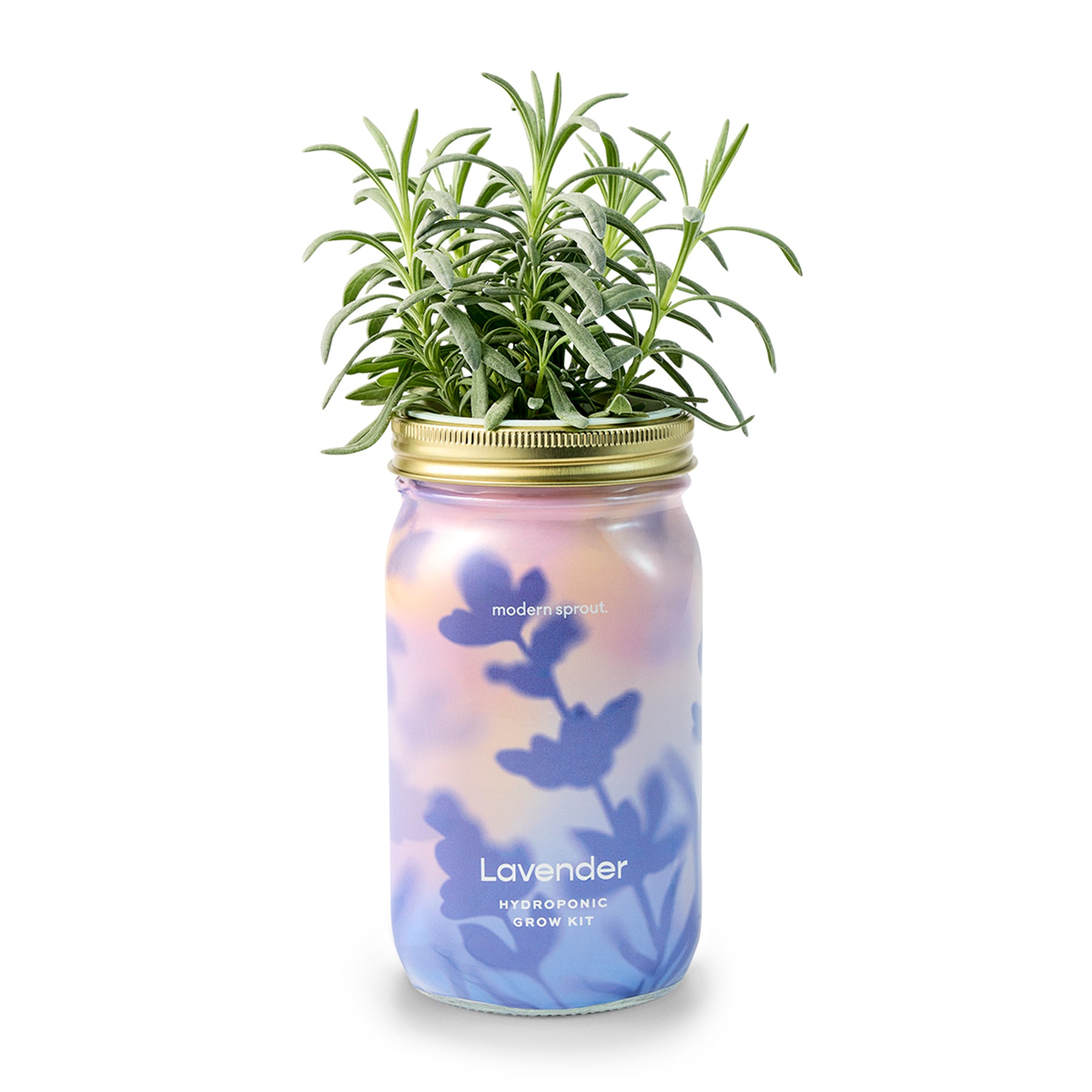 Lavender plant in a decorative jar, part of an organic herb hydroponic grow kit by Modern Sprout.