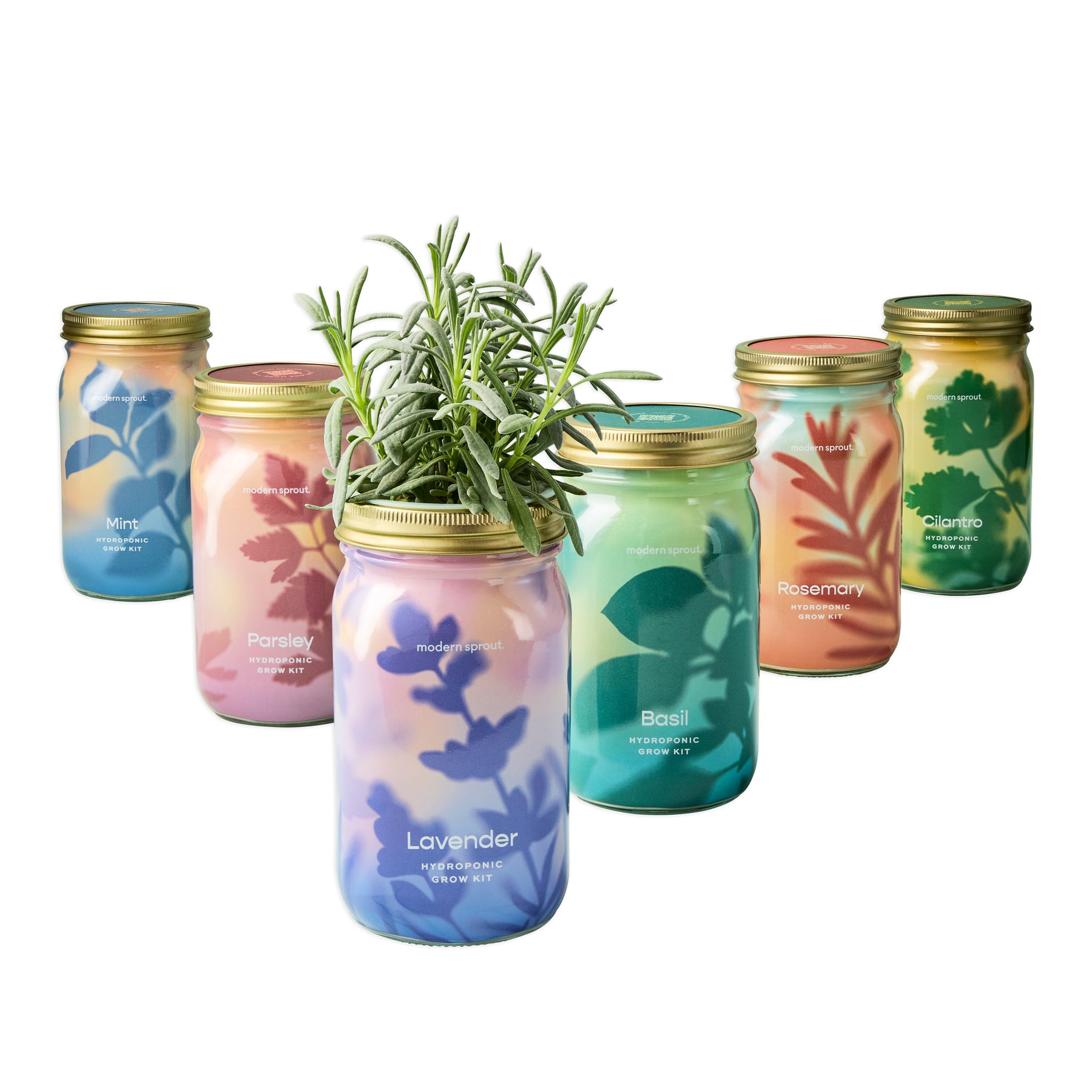 Colorful garden jars filled with organic herbs, including lavender, basil, rosemary, parsley, mint, and cilantro.
