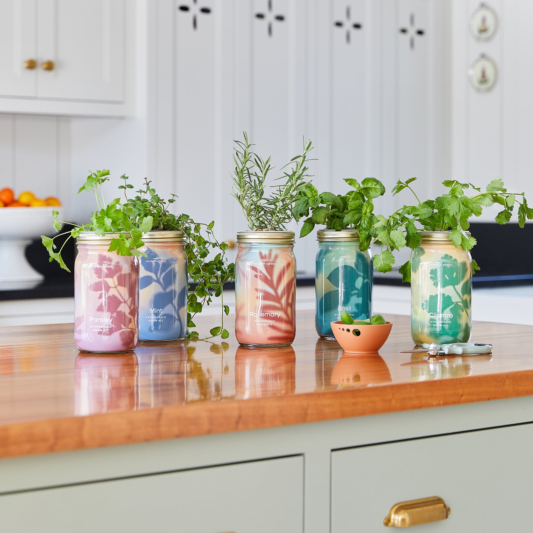 Five garden jars filled with organic herbs, including rosemary and cilantro, displayed on a wooden kitchen countertop.